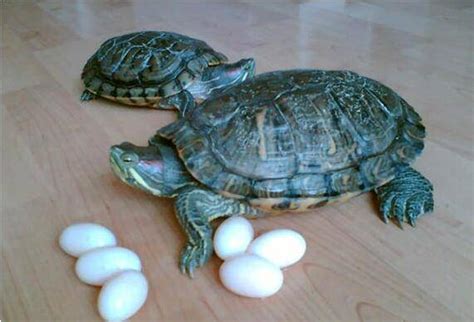 烏龜生蛋環境